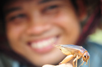 Độc đáo nghề săn dế cơm ở miền Tây ảnh 8