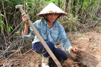 Độc đáo nghề săn dế cơm ở miền Tây ảnh 5