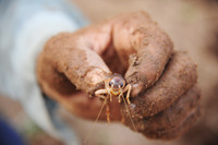 Độc đáo nghề săn dế cơm ở miền Tây ảnh 12