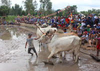 An Giang: Sôi nổi lễ hội đua bò ảnh 5