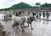 An Giang: Sôi nổi lễ hội đua bò ảnh 6