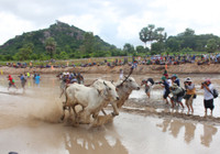 An Giang: Sôi nổi lễ hội đua bò ảnh 11