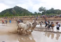 An Giang: Sôi nổi lễ hội đua bò ảnh 11