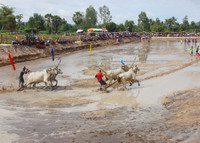 An Giang: Sôi nổi lễ hội đua bò ảnh 7