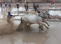 An Giang: Sôi nổi lễ hội đua bò ảnh 12