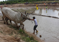 An Giang: Sôi nổi lễ hội đua bò ảnh 8