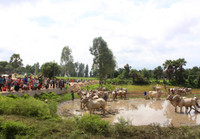 An Giang: Sôi nổi lễ hội đua bò ảnh 1