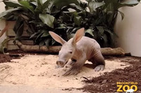 Cận cảnh lợn đất Châu Phi xấu nhất hành tinh