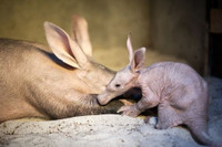 Cận cảnh lợn đất Châu Phi xấu nhất hành tinh