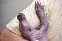 Cận cảnh lợn đất Châu Phi xấu nhất hành tinh