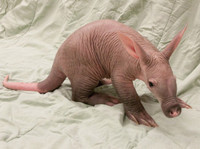 Cận cảnh lợn đất Châu Phi xấu nhất hành tinh