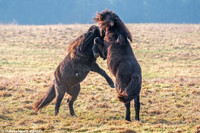 Da mat canh ngua hoang quyet chien tren thao nguyen - Anh 3