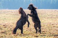 Da mat canh ngua hoang quyet chien tren thao nguyen - Anh 5