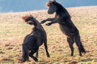 Da mat canh ngua hoang quyet chien tren thao nguyen - Anh 1