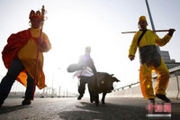 Kỳ quặc “thầy trò Đường Tăng” dắt lợn trên phố ảnh 3