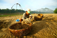 Nghề ươm giá trong cát độc đáo bên sông Thu Bồn ảnh 4