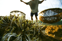 Nghề ươm giá trong cát độc đáo bên sông Thu Bồn ảnh 1