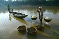 Nghề ươm giá trong cát độc đáo bên sông Thu Bồn ảnh 6
