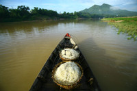 Nghề ươm giá trong cát độc đáo bên sông Thu Bồn ảnh 7