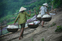 Nghề ươm giá trong cát độc đáo bên sông Thu Bồn ảnh 8