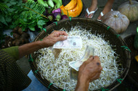 Nghề ươm giá trong cát độc đáo bên sông Thu Bồn ảnh 9