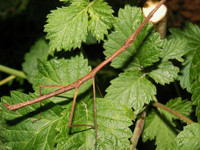 Những bậc thầy về ngụy trang trong thế giới tự nhiên ảnh 13