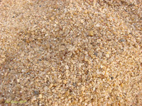 Những bậc thầy về ngụy trang trong thế giới tự nhiên ảnh 6