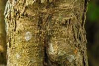 Những bậc thầy về ngụy trang trong thế giới tự nhiên ảnh 5