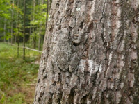 Những bậc thầy về ngụy trang trong thế giới tự nhiên ảnh 4