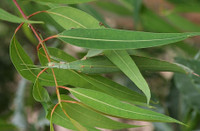 Những bậc thầy về ngụy trang trong thế giới tự nhiên ảnh 12