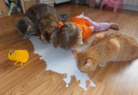 medium-afdd3ef7481141d583cf4e7-7854-1584