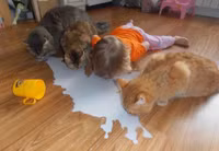 medium-afdd3ef7481141d583cf4e7-7854-1584