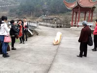 Sự thật chú lợn 1,5 tạ 