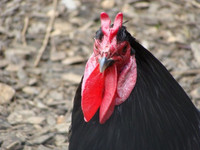 Các giống gà kỳ lạ trên thế giới ảnh 4