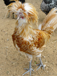 Các giống gà kỳ lạ trên thế giới ảnh 3