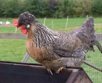 Các giống gà kỳ lạ trên thế giới ảnh 6