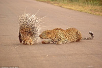 Báo ngán ngẩm, bất lực trước áo giáp tua tủa của nhím ảnh 2