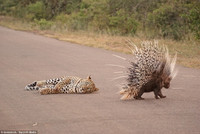 Báo ngán ngẩm, bất lực trước áo giáp tua tủa của nhím ảnh 7