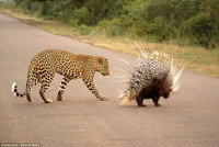 Báo ngán ngẩm, bất lực trước áo giáp tua tủa của nhím ảnh 5