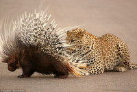 Báo ngán ngẩm, bất lực trước áo giáp tua tủa của nhím ảnh 4