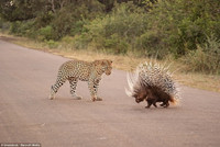 Báo ngán ngẩm, bất lực trước áo giáp tua tủa của nhím ảnh 3