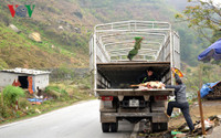 Lào Cai: Rét “nàng Bân” khiến trâu Sa Pa lại chết hàng loạt ảnh 9 lao cai: ret