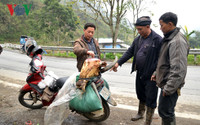 Lào Cai: Rét “nàng Bân” khiến trâu Sa Pa lại chết hàng loạt ảnh 10 lao cai: ret