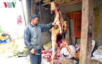 Lào Cai: Rét “nàng Bân” khiến trâu Sa Pa lại chết hàng loạt ảnh 3 lao cai: ret