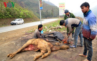 Lào Cai: Rét “nàng Bân” khiến trâu Sa Pa lại chết hàng loạt ảnh 5 lao cai: ret