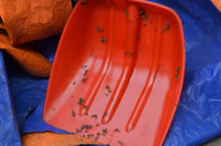 Dong goi mut ban nghi tu Trung Quoc de ban ra thi truong dip Tet - Anh 2