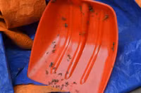 Đóng gói mứt bẩn nghi từ Trung Quốc để bán ra thị trường dịp Tết ảnh 2 Dong goi mut ban nghi tu Trung Quoc de ban ra thi truong dip Tet - Anh 2