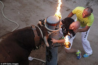 Bò tót sừng lửa đuổi người trong lễ hội ở Tây Ban Nha