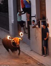 Bò tót sừng lửa đuổi người trong lễ hội ở Tây Ban Nha