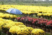 Rực rỡ làng hoa Sa Đéc ngày giáp Tết ảnh 1